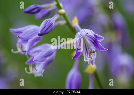 Un gros plan d'une fleur de lavande hosta Banque D'Images