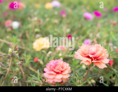 Belle fleur de Portulaca oleracea dans la nature. Sélectionnez l'accent faible profondeur de champ et l'arrière-plan flou. Banque D'Images