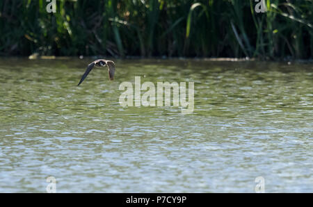 Un passe-temps (Falco subbuteo) libellules de chasse au-dessus de l'eau faible, Warwickshire Banque D'Images