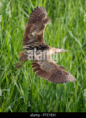 Un petit blongios (Botaurus stellaris) vole dans une roselière Suffolk Banque D'Images