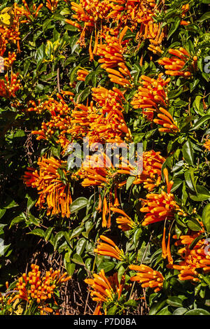 Un mur de fleurs orange vif 1 Banque D'Images