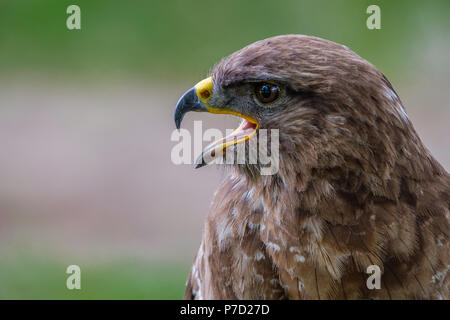 Portrait de profil d'une Buse variable Banque D'Images