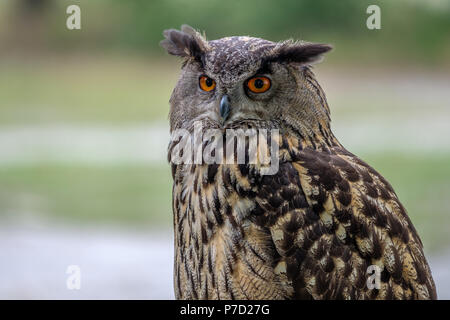 Portrait d'un grand hibou Banque D'Images