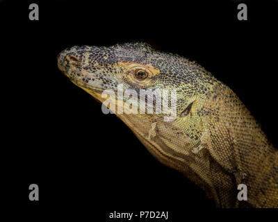 Un portrait d'un Dragon de Komodo (Varanus komodoensis) Banque D'Images