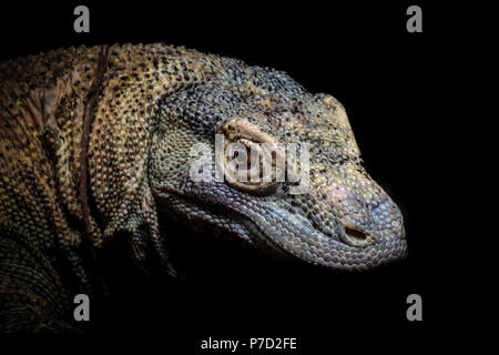 Un portrait d'un Dragon de Komodo (Varanus komodoensis) Banque D'Images