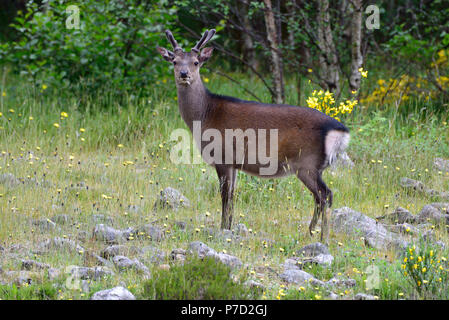 Les jeunes red deer (Cervus elaphus) in bast, les Highlands écossais, Grande-Bretagne Banque D'Images