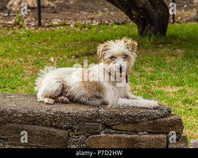 Dru Jack Russell Terrier, allongé sur un mur. Banque D'Images
