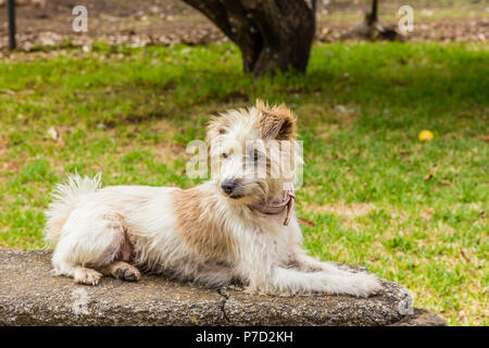 Dru Jack Russell Terrier, allongé sur un mur. Banque D'Images