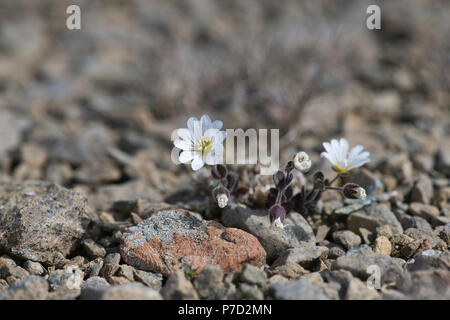 La stellaire moyenne Edmonston (Cerastium arcticum ssp. edmonstonii), une sous-espèce de souris de l'Arctique-ear, endémique à Banque D'Images