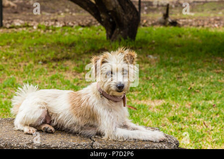 Dru Jack Russell Terrier, allongé sur un mur. Banque D'Images