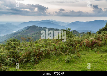 Forêt tropicale de l'Afrique centrale, les collines, la forêt impénétrable de Bwindi, en Ouganda Banque D'Images