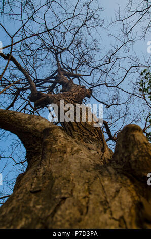 Arbre dans un parc vue de la base Banque D'Images