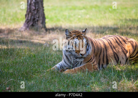 Un tigre est assis sur l'herbe dans un espace ouvert. Banque D'Images