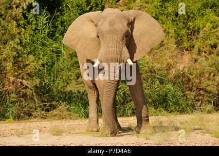 De rares désert de Namibie Elephant (Loxodonta africana), la rivière Hoanib, Namib, Namibie, Kunene, Kaokoveld Banque D'Images