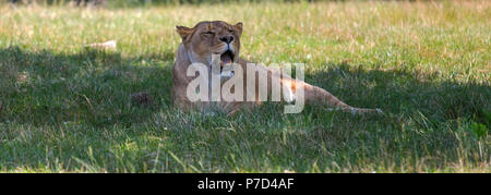 Lionne isolé sur l'herbe dans un espace ouvert. Banque D'Images