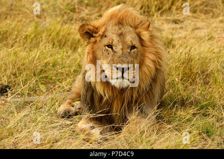 Lion (Panthera leo), homme couché dans l'herbe sèche, Moremi National Park, Moremi, Okavango Delta, Botswana Banque D'Images