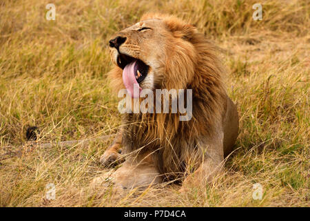 Lion (Panthera leo), homme couché dans l'herbe sèche, Moremi National Park, Moremi, Okavango Delta, Botswana Banque D'Images