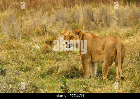 Lion (Panthera leo), femme, debout dans l'herbe, Moremi National Park, Moremi, Okavango Delta, Botswana Banque D'Images