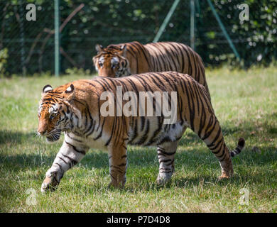 Un couple de tigres de marcher sur l'herbe. Un flou sur l'arrière-plan. Banque D'Images