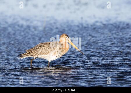 Barge à queue noire (Limosa limosa), marcher dans l'eau, Texel, à l'ouest de l'archipel Frison, Province de la Hollande du Nord, Pays-Bas Banque D'Images