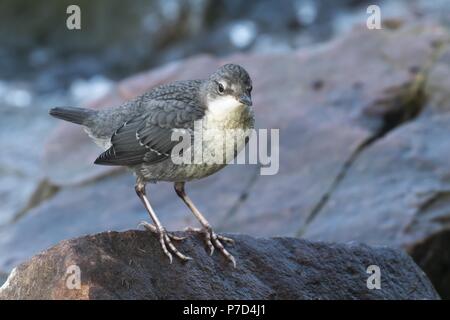 White-throated Dipper (Cinclus cinclus), jeune oiseau, assis sur des pierres, Hesse, Allemagne Banque D'Images