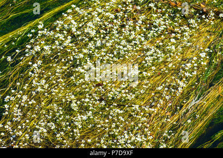 La floraison de l'eau commune dans Crowfoot rivière Gartempe, France. Banque D'Images