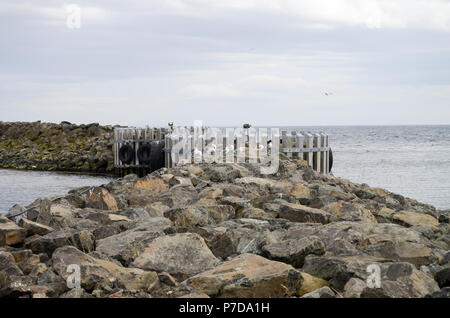 Port de grimsey, Islande Banque D'Images