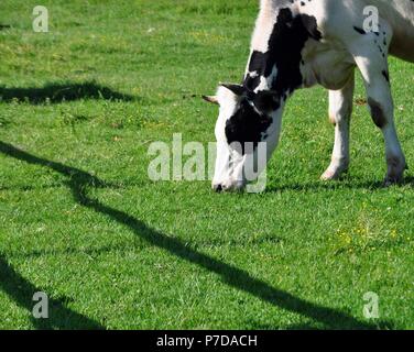 Holstein Vache noir et blanc broutant dans un pré d'herbe verte dans la campagne Banque D'Images