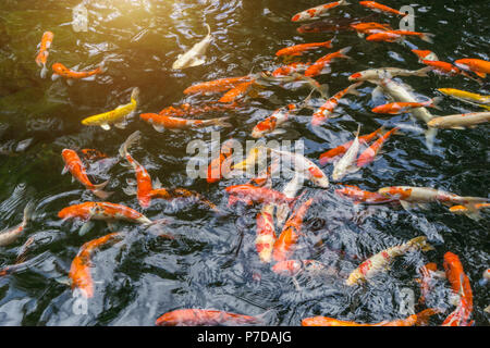 Beaucoup de fantaisie ou de la carpe koï appelées poissons nageant dans étang des carpes. La lumière du Soleil Effet de filtre. Banque D'Images