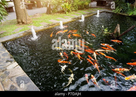 Beaucoup de fantaisie ou de la carpe koï appelées poissons nageant dans étang des carpes. La lumière du Soleil Effet de filtre. Banque D'Images
