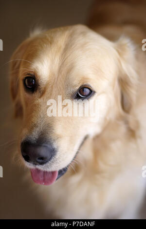 Déco, mon golden retriever, photographiés avec un 50 mm, Faible éclairage, à grand diaphragme Banque D'Images