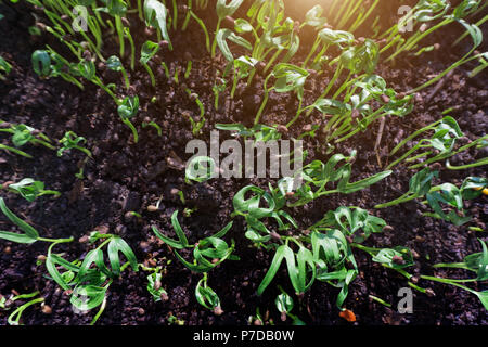 L'Ipomoea aquatica, l'eau les épinards, gloire du matin, de l'eau convolvulus ou cresson chinois Banque D'Images