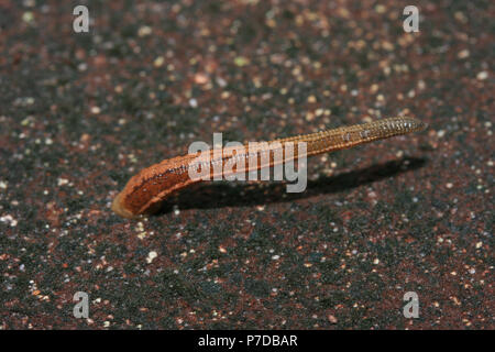 Blood sucker leech déplaçant lentement sur le sol en ciment de la forêt tropicale , Asie du sud-est. Banque D'Images