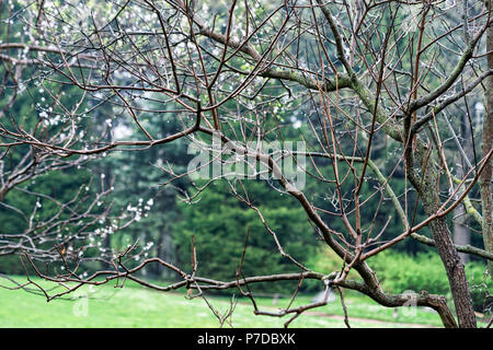 Les arbres mouillés dans le jardin sur un jour de printemps pluvieux. Le début de saison de floraison. Premières fleurs de l'abricotier japonais. Banque D'Images