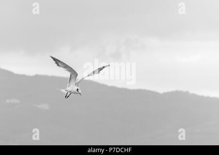 Une sterne royale tout en regardant vers le bas d'oiseaux de voler au-dessus de la mer. Banque D'Images