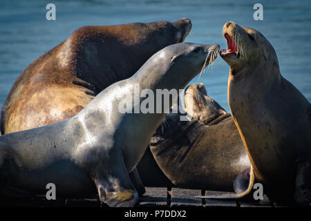 Groupe d'Otarie de Californie au soleil sur une jetée à l'océan. Banque D'Images