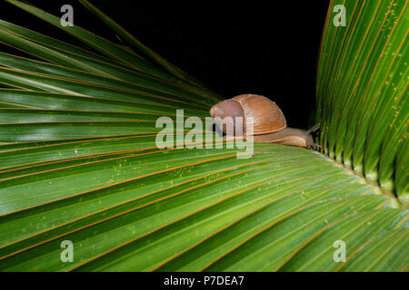 Escargot terrestre (Megalobulimus sp.) Rampe sur la feuille verte de palmier nain (Hyophorbe lagenicaulis), alias 'palma', palmier en bouteille 'palmera botella', Mascarena Banque D'Images