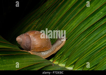 Escargot terrestre (Megalobulimus sp.) Rampe sur la feuille verte de palmier nain (Hyophorbe lagenicaulis), alias 'palma', palmier en bouteille 'palmera botella', Mascarena Banque D'Images