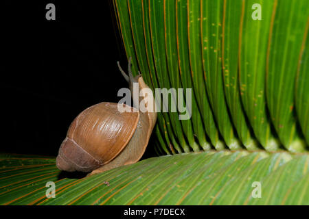 Escargot terrestre (Megalobulimus sp.) Rampe sur la feuille verte de palmier nain (Hyophorbe lagenicaulis), alias 'palma', palmier en bouteille 'palmera botella', Mascarena Banque D'Images