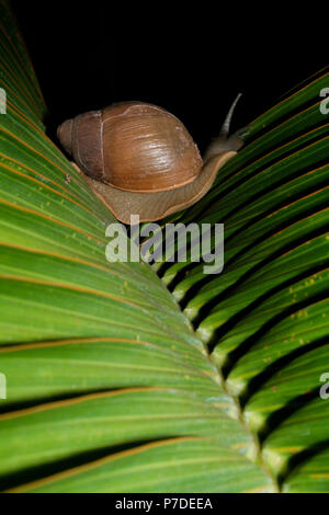 Escargot terrestre (Megalobulimus sp.) Rampe sur la feuille verte de palmier nain (Hyophorbe lagenicaulis), alias 'palma', palmier en bouteille 'palmera botella', Mascarena Banque D'Images