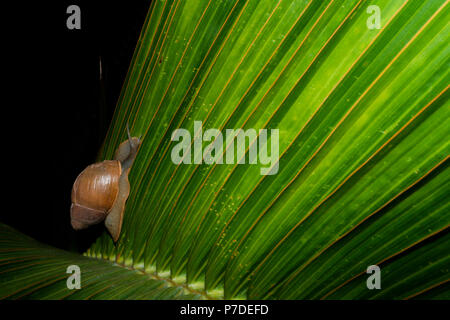 Escargot terrestre (Megalobulimus sp.) Rampe sur la feuille verte de palmier nain (Hyophorbe lagenicaulis), alias 'palma', palmier en bouteille 'palmera botella', Mascarena Banque D'Images