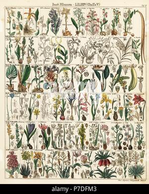Lily et d'espèces d'orchidées y compris orchis, cypripedium, epidendrum, dendrobium, Canna, crocus, strelizia, banane, iris, fritillary, aloe, gingembre, etc. lithographie de Lorenz Oken universel de l'histoire naturelle, l'Allgemeine Naturgeschichte fur alle Stande, Stuttgart, 1841. Banque D'Images