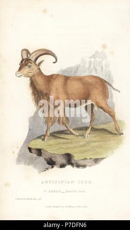 Ibex Capra nubiana nubien,. Vulnérables. Ibex Capra Abyssin, jaela. Gravure coloriée après une illustration par Charles Hamilton Smith, de Edward Griffith le royaume animal par le Baron Cuvier, Londres, 1827, Whittaker. Banque D'Images