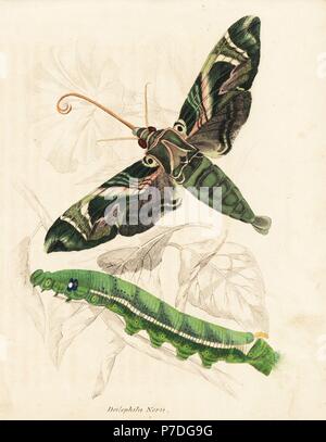 Sphynx oléandre ou vert armée d'amphibien, Daphnis nerii (Deilephila nerii). Gravure coloriée de Georg Friedrich Treitschke's Galerie d'histoire naturelle, des Thierreiches Naturhistorischer Bildersaal, Leipzig, 1842. Banque D'Images