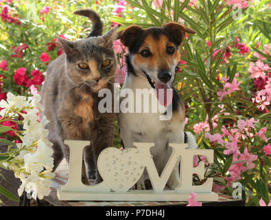 Jack Russel, chien et chat domestique, tricolore, bleu tortie, assis ensemble dans le jardin entre les buissons de lauriers roses Banque D'Images