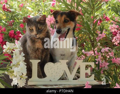 Jack Russel, chien et chat domestique, tricolore, bleu tortie, assis ensemble dans le jardin entre les buissons de lauriers roses Banque D'Images