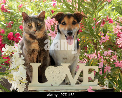 Jack Russel, chien et chat domestique, tricolore, bleu tortie, assis ensemble dans le jardin entre les buissons de lauriers roses Banque D'Images