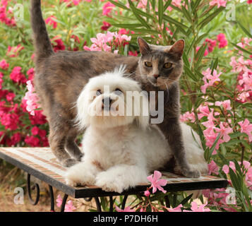 Chien et chat domestique maltaise dans le jardin Banque D'Images