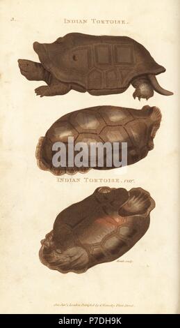 Réunion éteintes, tortues géantes Cylindraspis tortue indienne (indica, Testudo indica) et de coquillages de la selle disparue à Rodrigues tortues géantes, Cylindraspis vosmaeri. La gravure sur cuivre coloriée par Heath après une illustration par George Shaw de son Général Zoologie, Amphibia, Londres, 1801. Banque D'Images