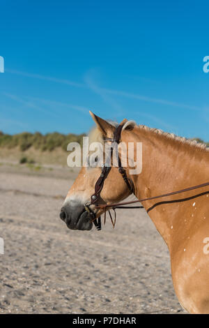 Tête de cheval Haflinger avec fond de ciel bleu Banque D'Images